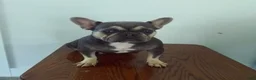 French Bulldog dogs for sale: Rocky - Ad 11