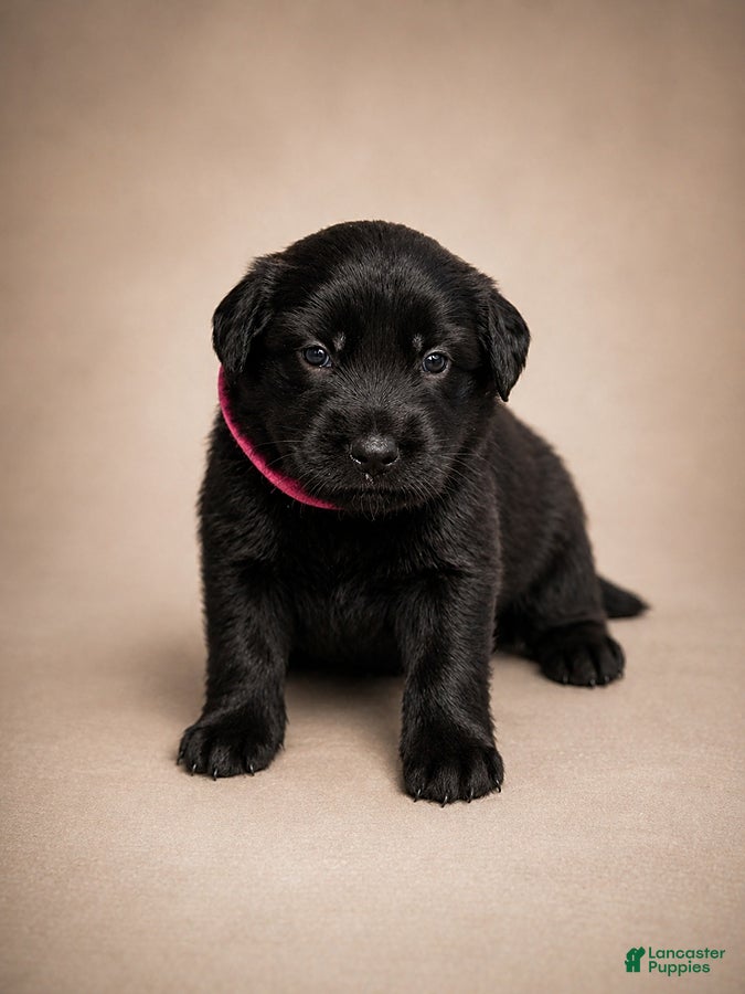 Golden Shepherd dogs Raisin - Ad 7