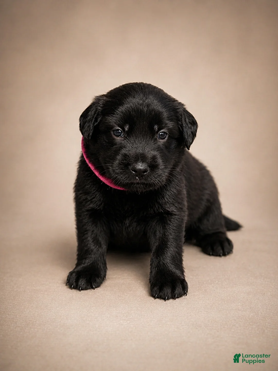 Golden Shepherd dogs for sale: Raisin - Ad 1