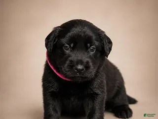 Golden Shepherd dogs Raisin - Ad 7