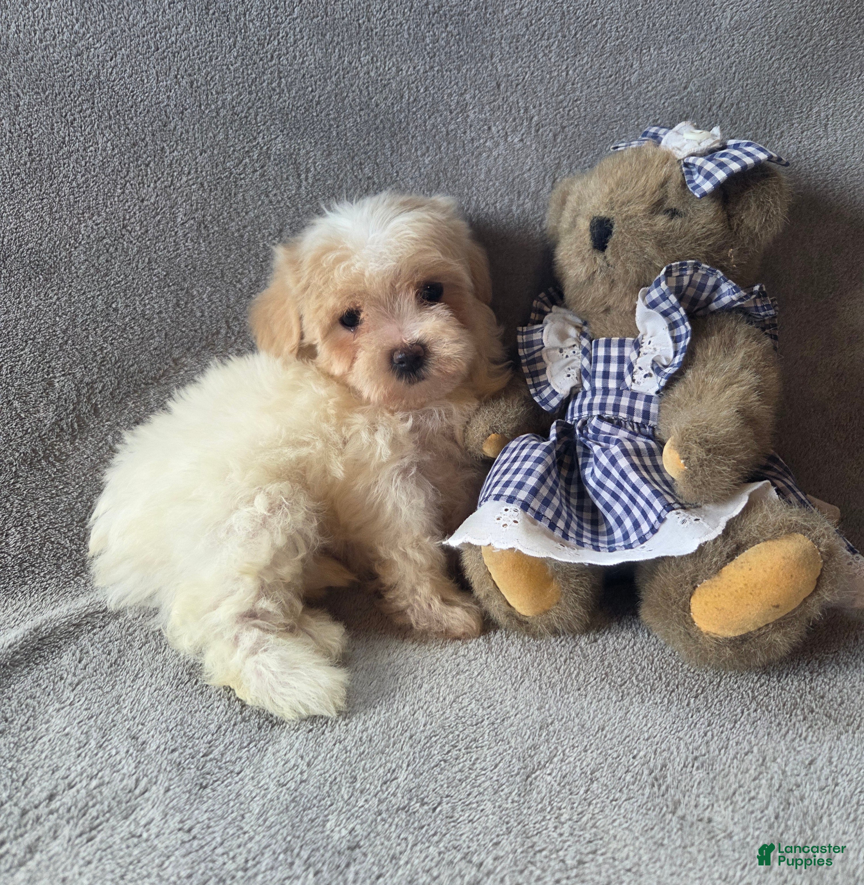 Maltipoo dogs Daisy  - Ad 2