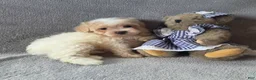 Maltipoo dogs for sale: Daisy  - Ad 2