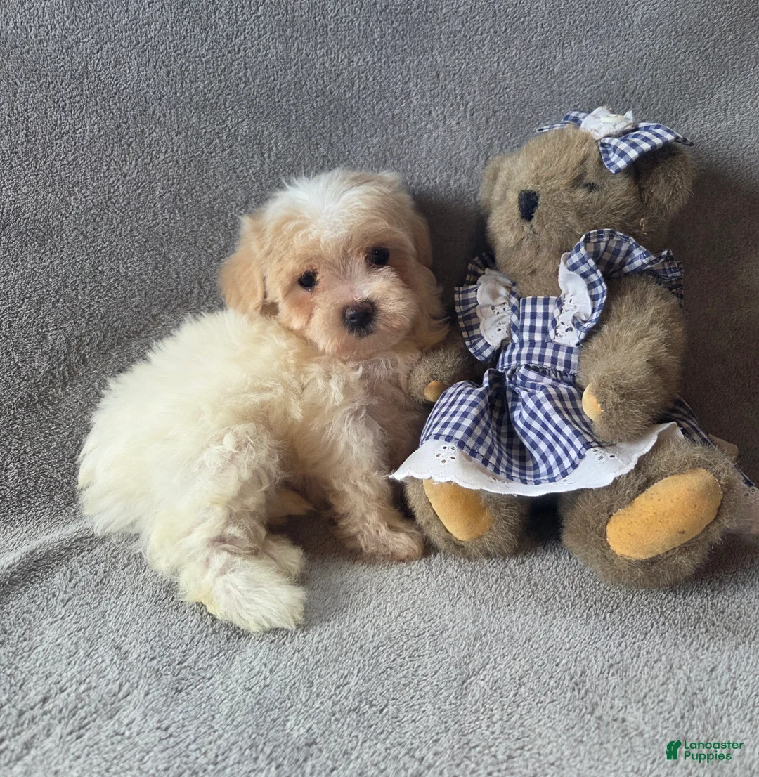 Maltipoo dogs for sale: Daisy  - Ad 2