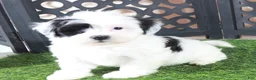 Teddy Bear dogs for sale: Anamarie Gorgeous Female Teddy Bear Puppy - Ad 3