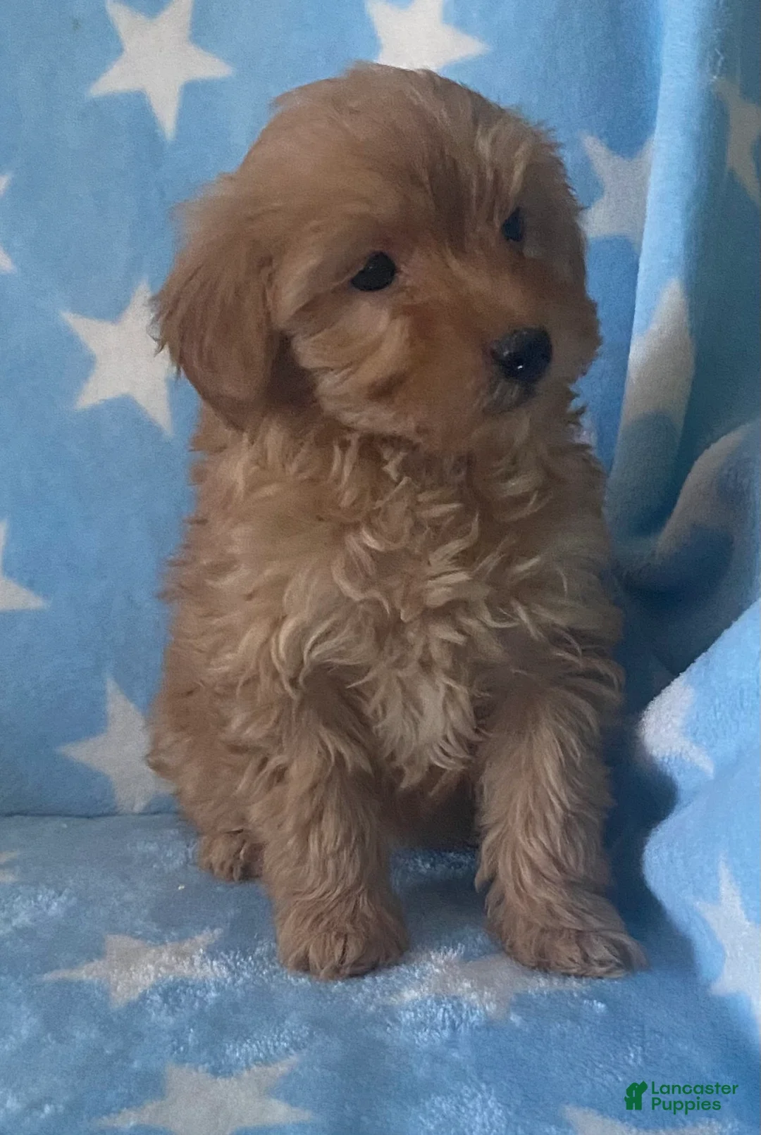 Mini Goldendoodle dogs for sale: Sweetie  - Ad 5