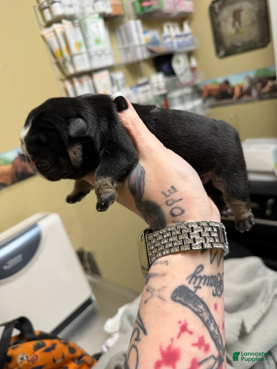 English Bulldog dogs for sale: Black tri  - Ad 2