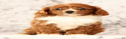 Cavapoo dogs for sale: Fancy - Ad 6