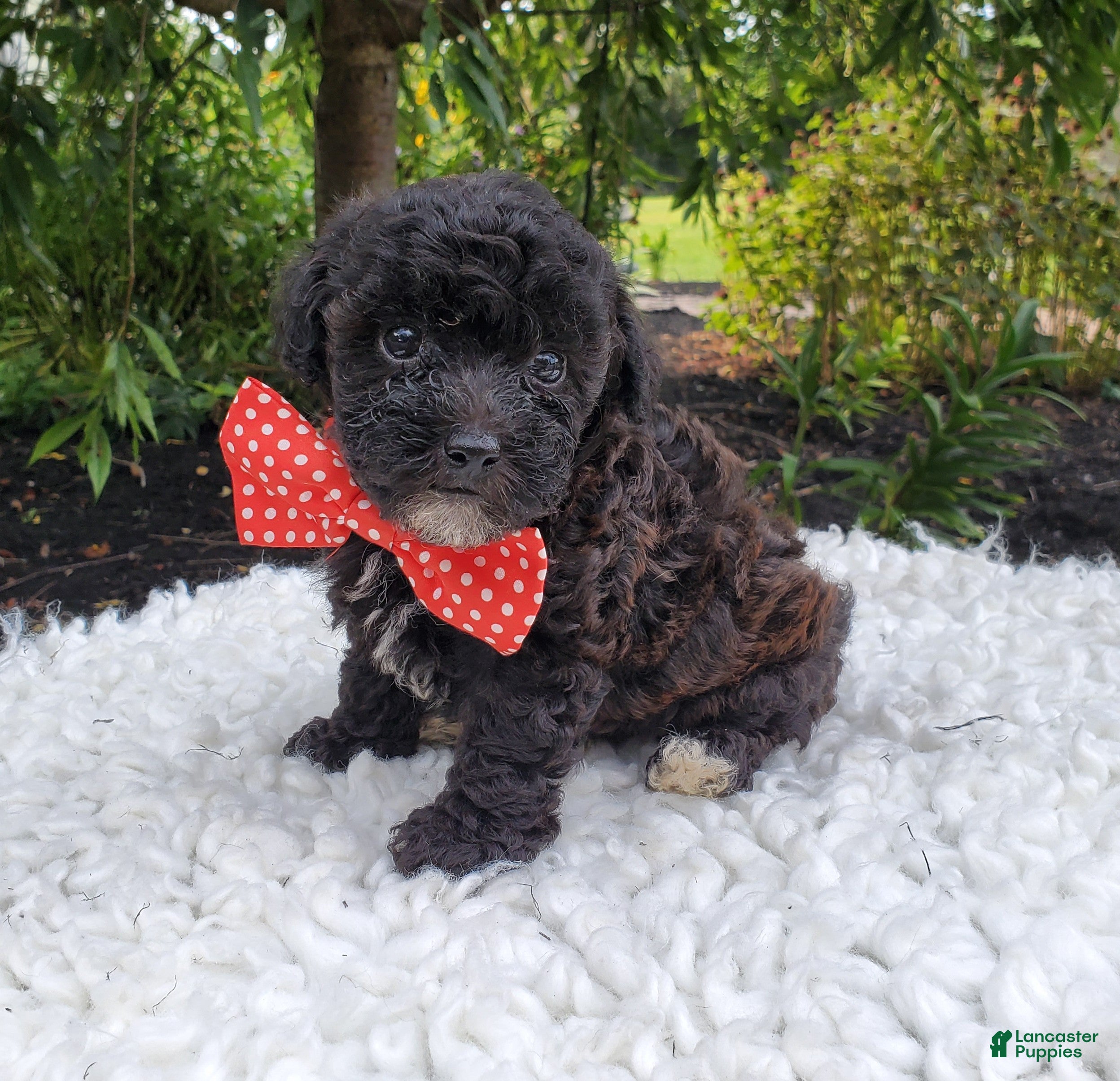 Toy Poodle dogs Billy - Ad 1