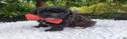 Toy Poodle dogs for sale: Billy - Ad 1