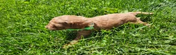 Standard Poodle dogs for sale: River  - Ad 7