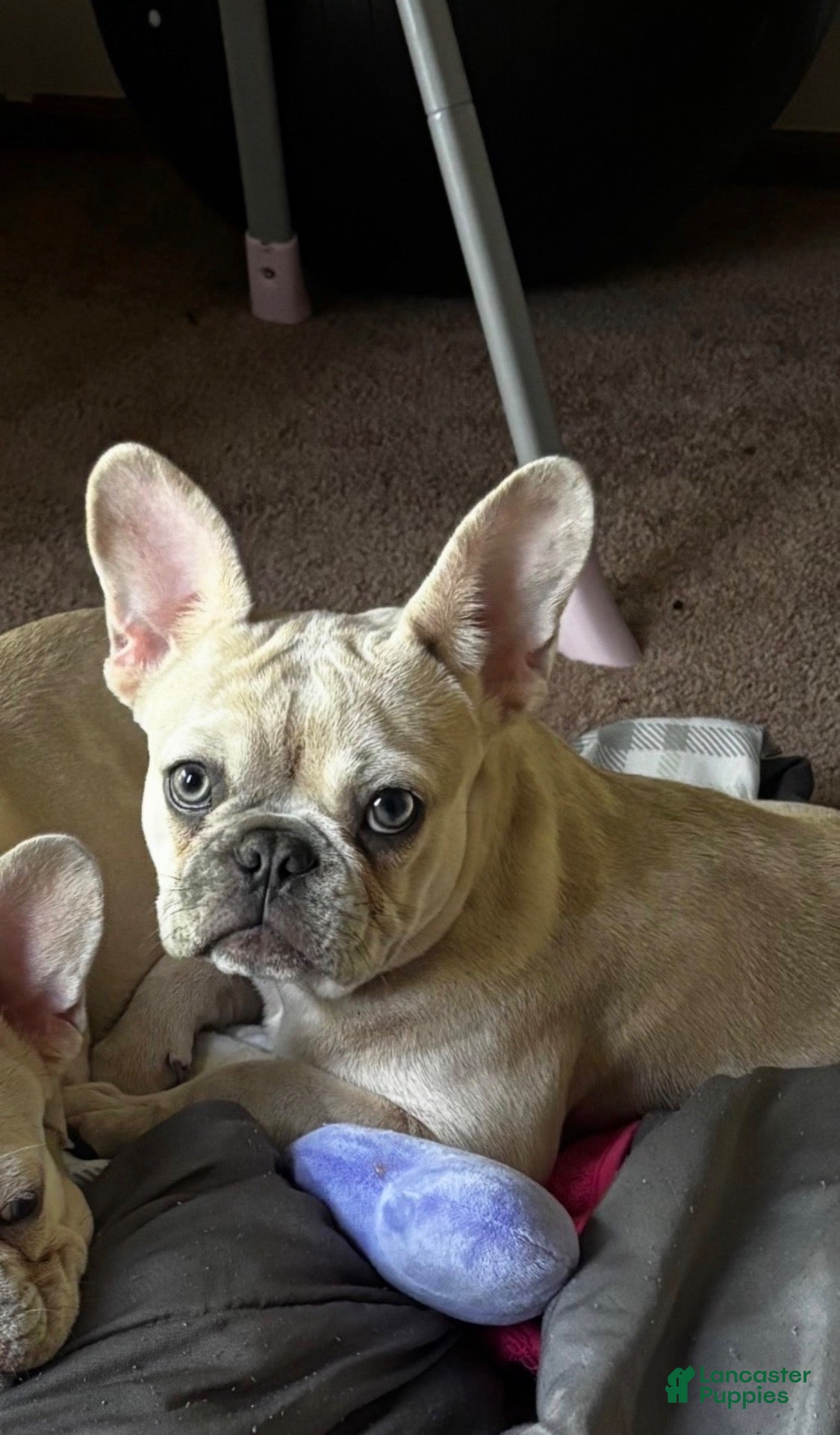 French Bulldog dogs French Bulldog 1 - Ad 9