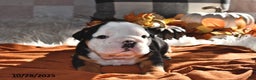 Olde English Bulldogge dogs for sale: Lena - Ad 13