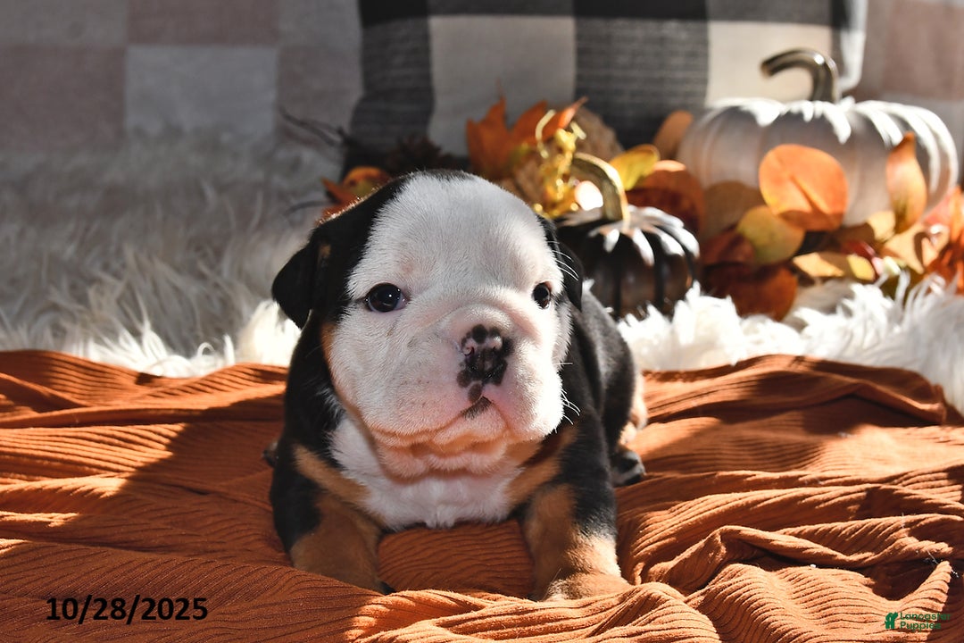 Olde English Bulldogge dogs for sale: Lena - Ad 13