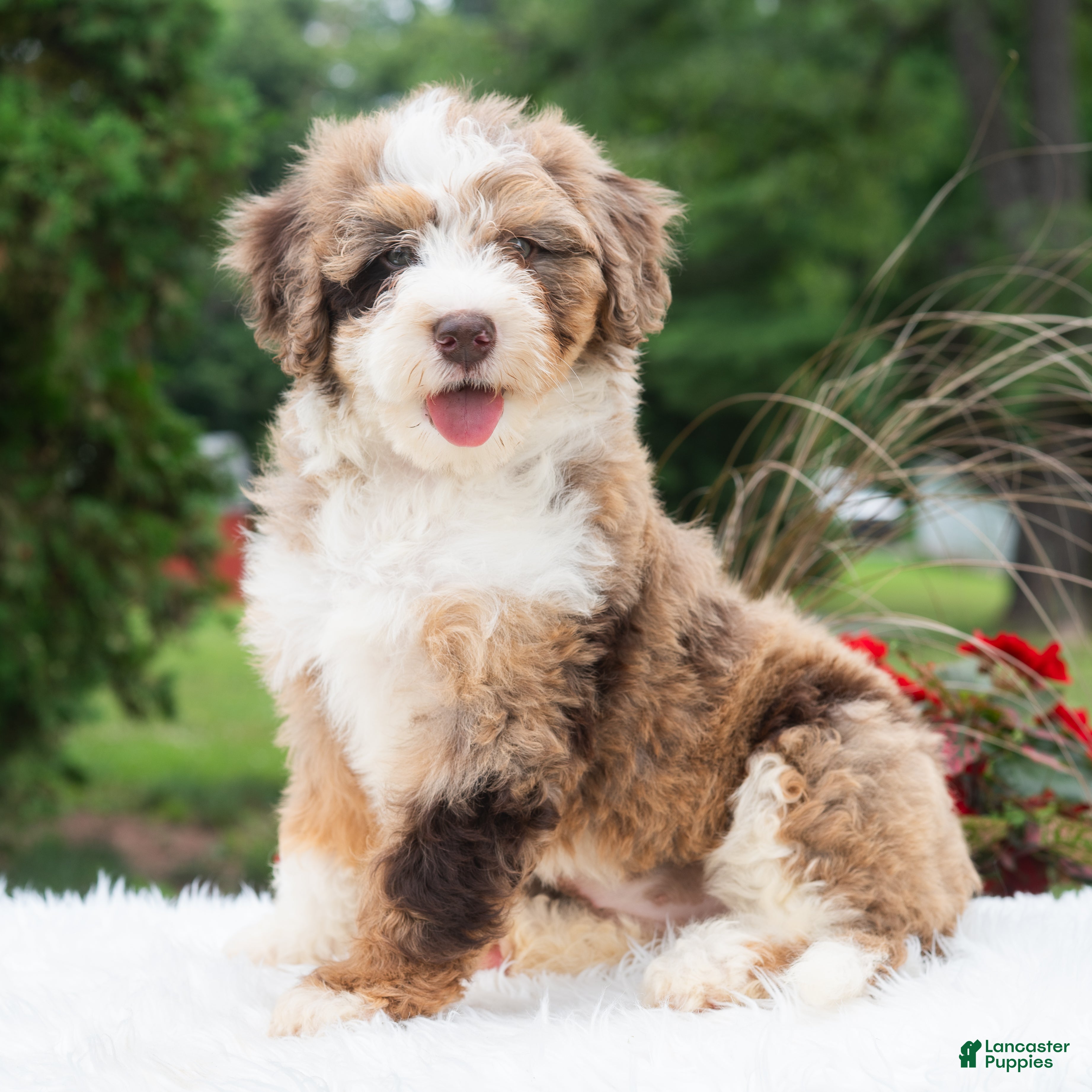 Mini Bernedoodle dogs Ruffles  - Ad 1