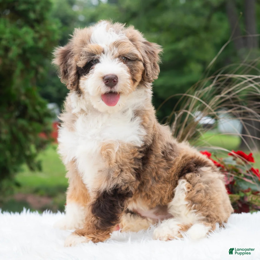 Mini Bernedoodle dogs for sale: Ruffles  - Ad 1