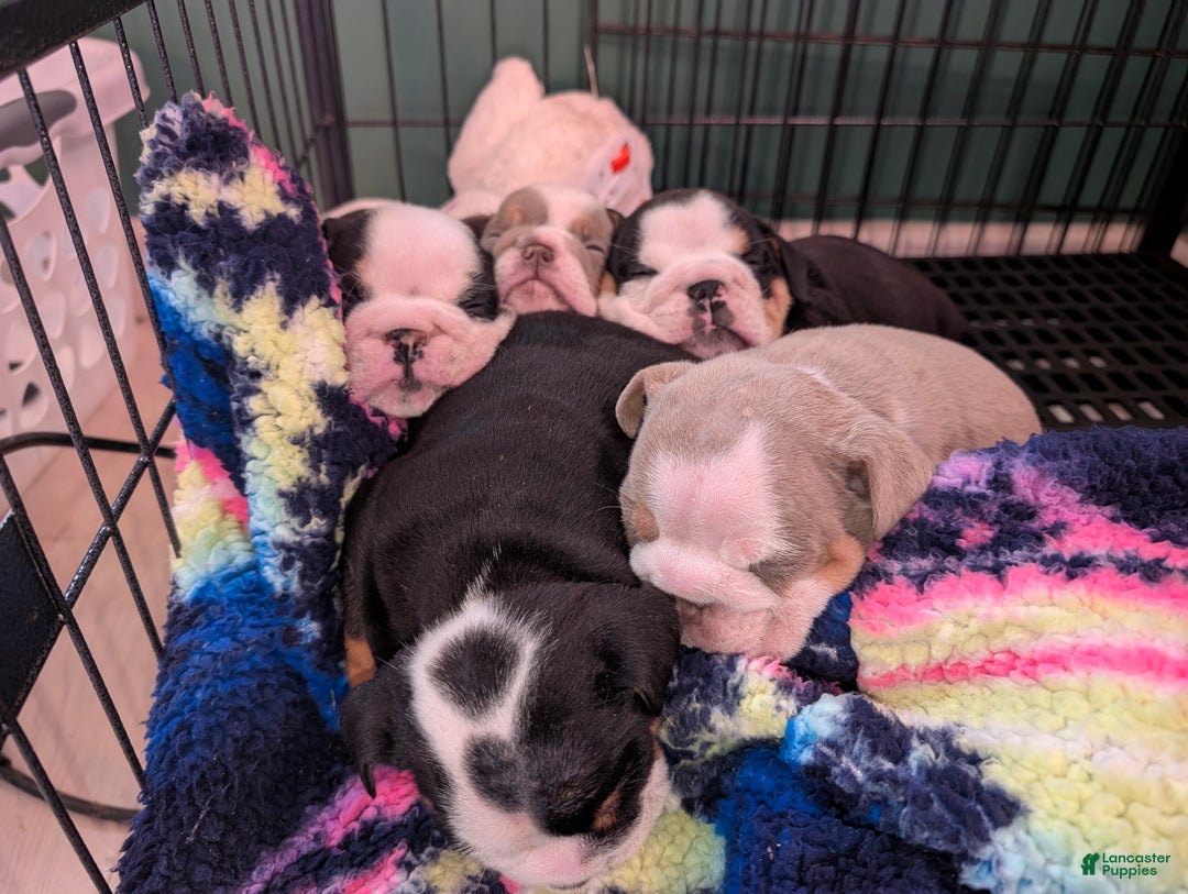 English Bulldog dogs for sale: Rachel - Ad 6
