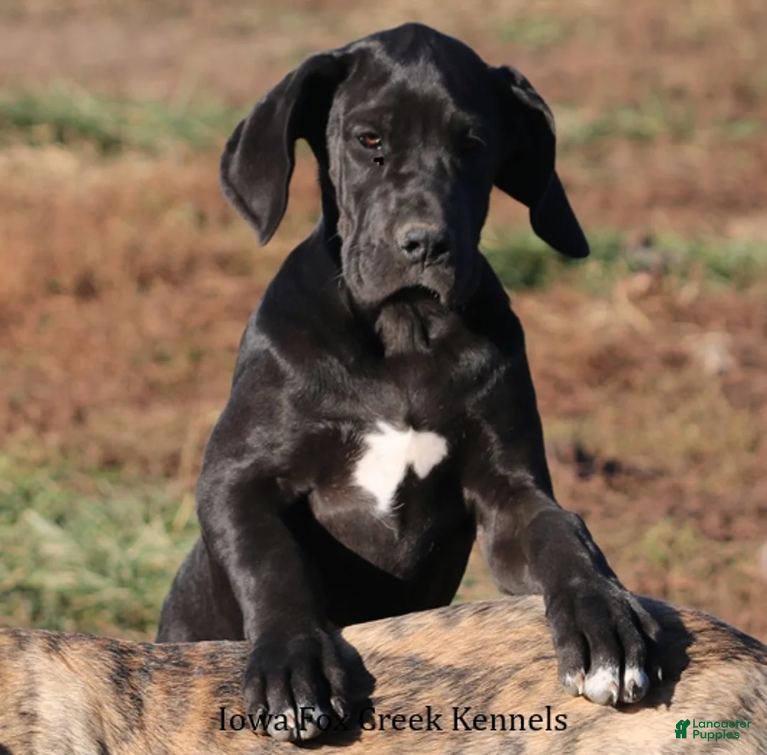 Great Dane dogs for sale: Great Dane Puppy 1 - Ad 2