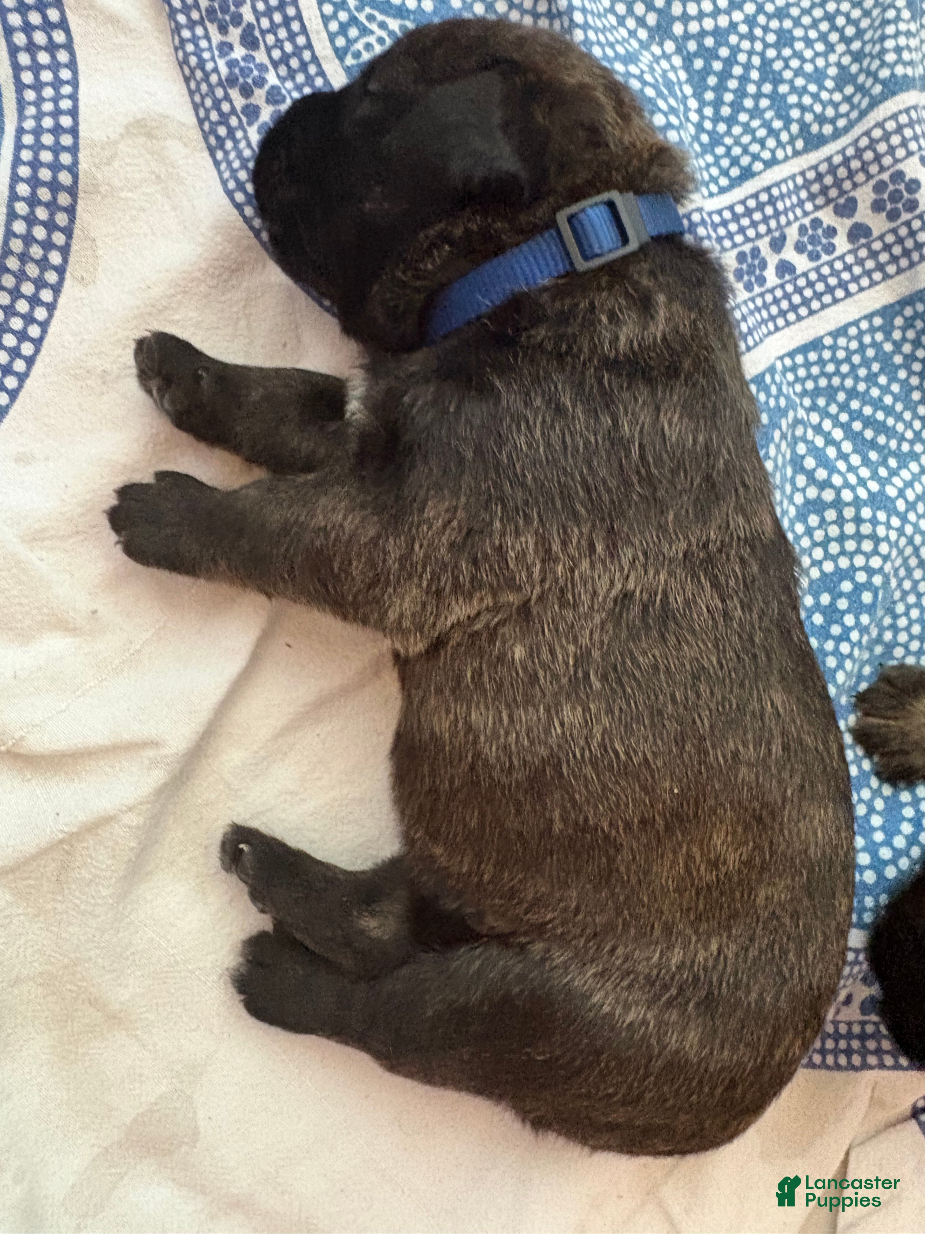 Mixed Breed dogs Zara - Ad 1
