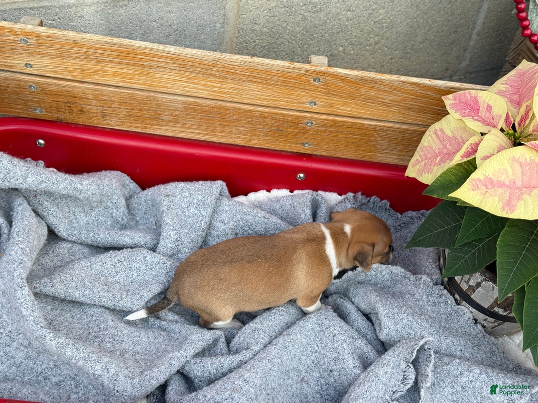 Chihuahua dogs for sale: Cole - Ad 4