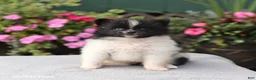 Pomeranian dogs for sale: Tootsie - Ad 3