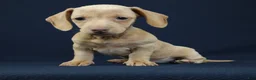 Miniature Dachshund dogs for sale: Opal - Ad 1