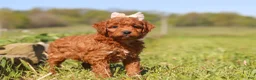 Mini Goldendoodle dogs for sale: Ruby - Ad 5