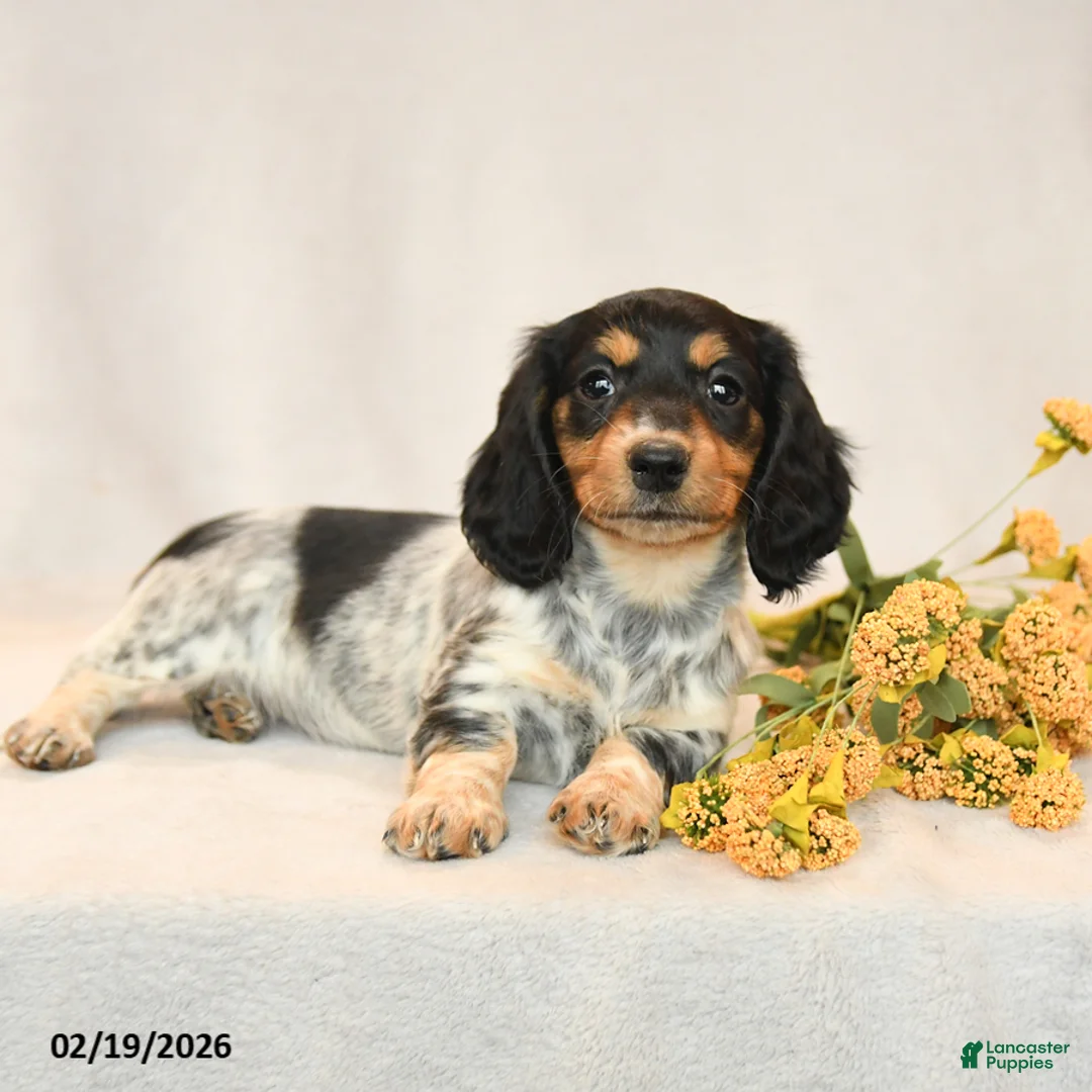 Miniature Dachshund dogs for sale: Blossom - Ad 2