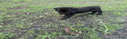 Cane Corso dogs for sale: Cane Corso Puppy 5 - Ad 2