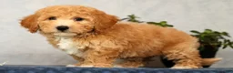 Bichpoo dogs for sale: York - Ad 5