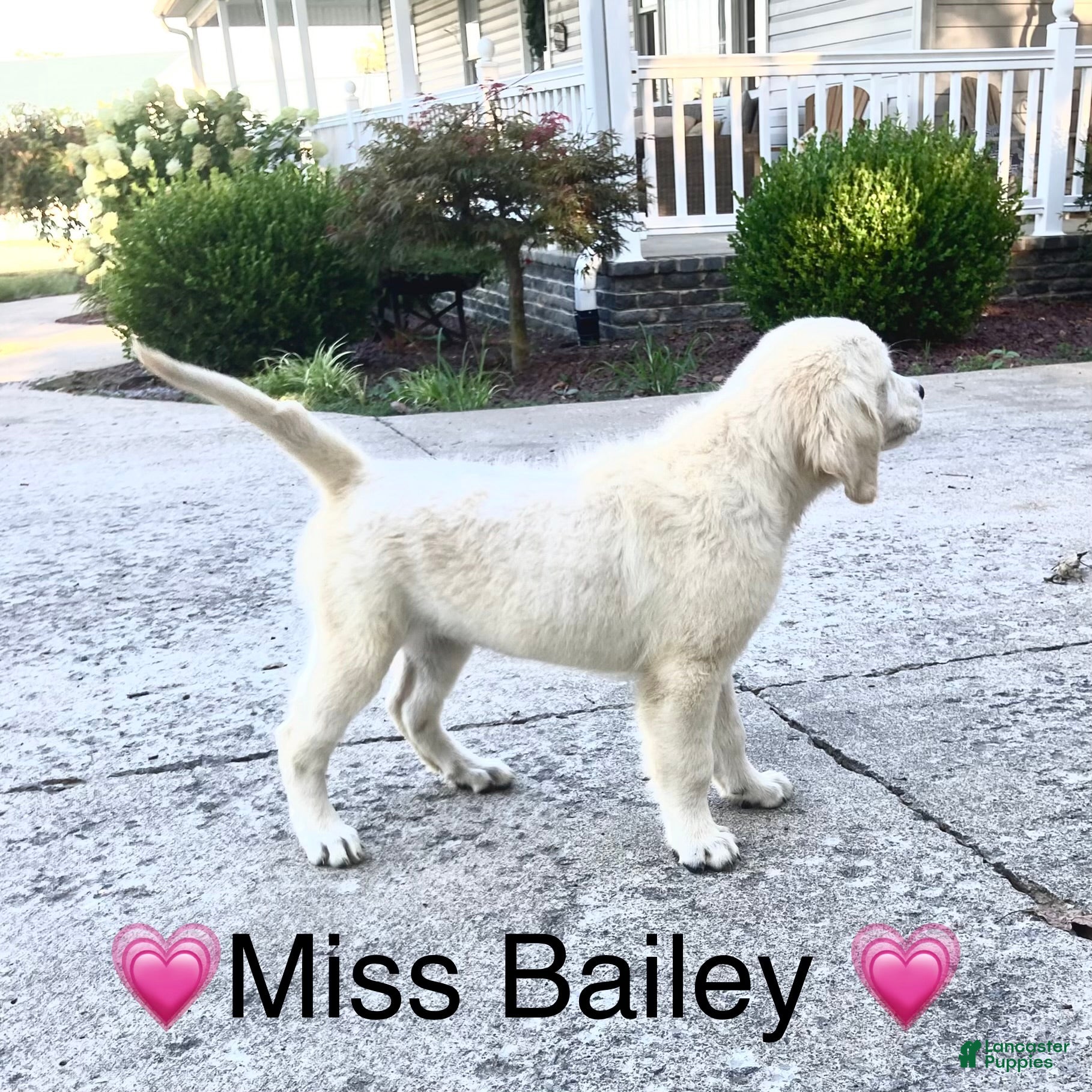 Golden Retriever dogs Miss Bailey is READY NOW! - Ad 2