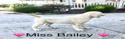 Golden Retriever dogs for sale: Miss Bailey is READY NOW! - Ad 3
