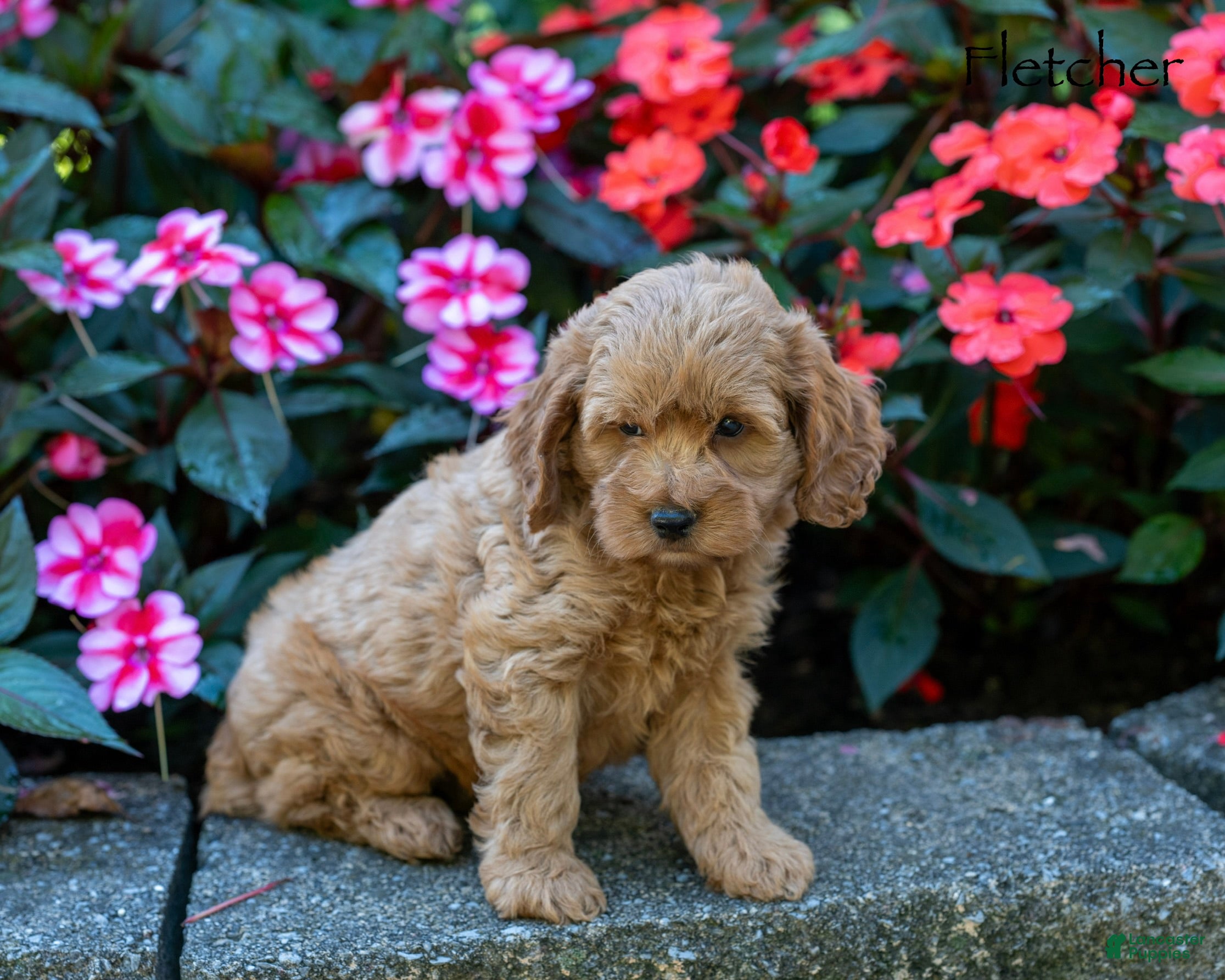 Cockapoo dogs Fletcher  - Ad 2