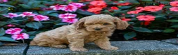 Cockapoo dogs for sale: Fletcher  - Ad 2