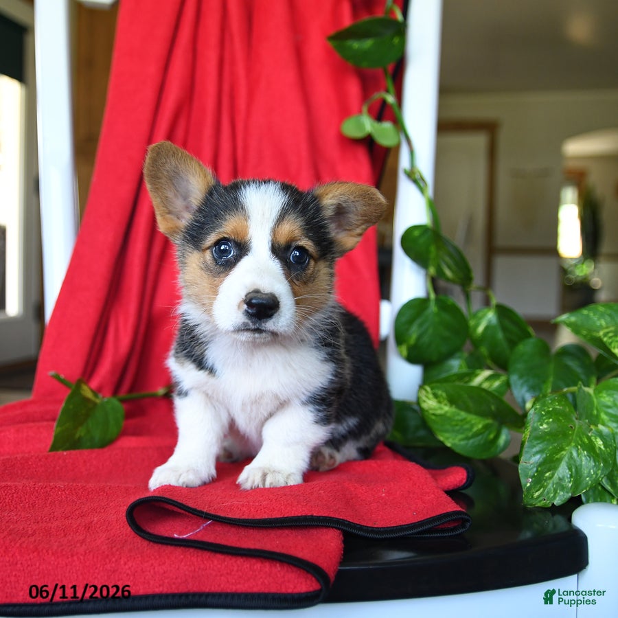 Welsh Corgi Pembroke dogs Cluster - Ad 2