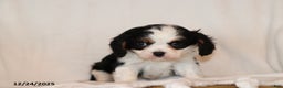 Cavalier King Charles Spaniel dogs for sale: Captain - Ad 4
