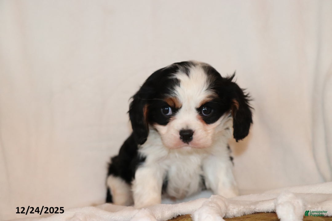 Cavalier King Charles Spaniel dogs for sale: Captain - Ad 4