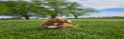 Mini Goldendoodle dogs for sale: Emma - Ad 6