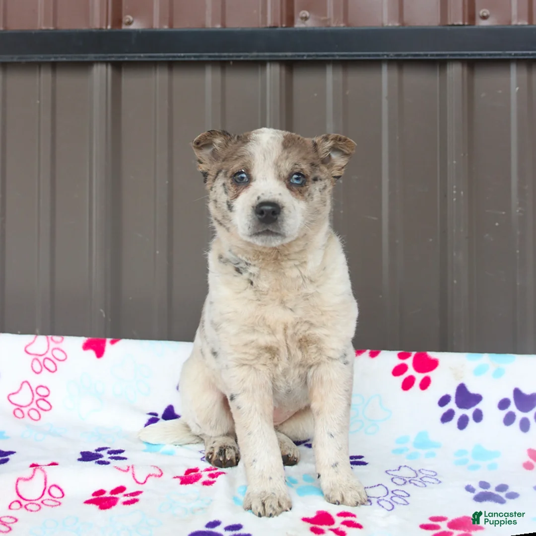 Mixed Breed dogs for sale: Daphne - Ad 1