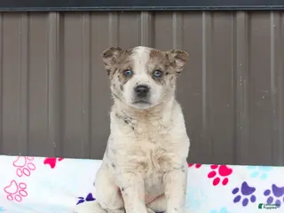 Mixed Breed dogs for sale: Daphne - Ad 1