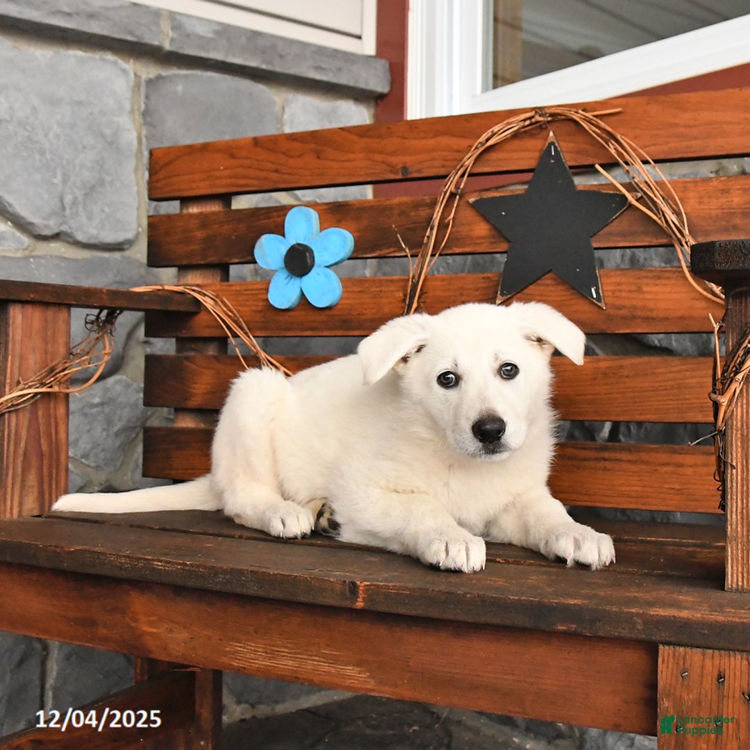 German Shepherd dogs for sale: Maggie - Ad 3