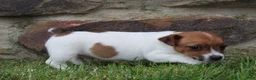 Jack Russell Terrier dogs for sale: Teddy - Ad 7