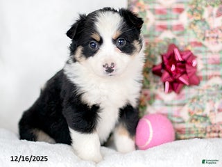 Miniature Australian Shepherd dogs Holly - Ad 10