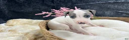 Italian Greyhound dogs for sale: Italian Greyhound 5 - Ad 2