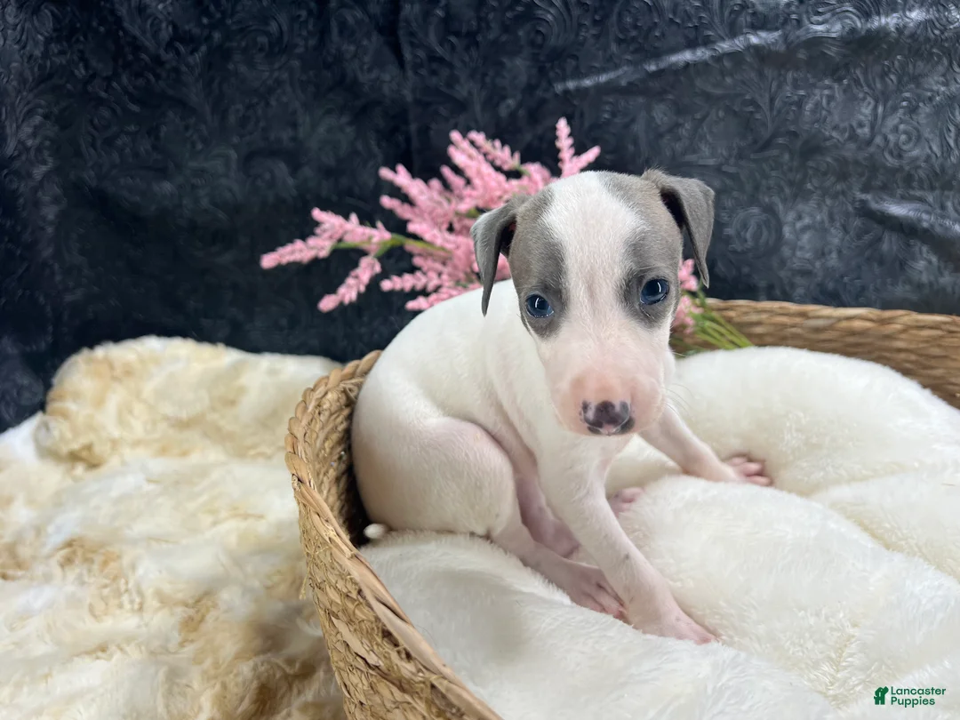 Italian Greyhound dogs for sale: Italian Greyhound 5 - Ad 2