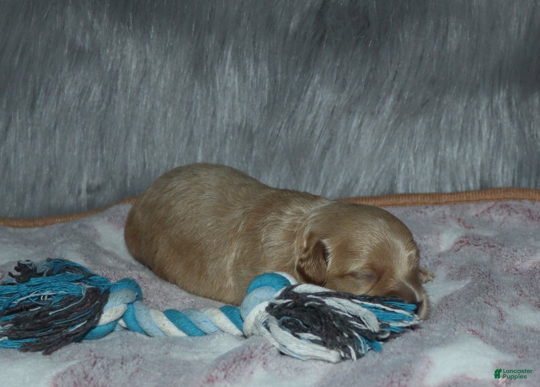 Havapoo dogs for sale: Chase 👨‍👨‍👦‍👦💞🐕 - Ad 16