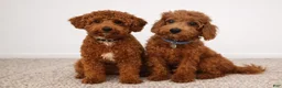 Cavapoo dogs for sale: Waffle - Ad 6