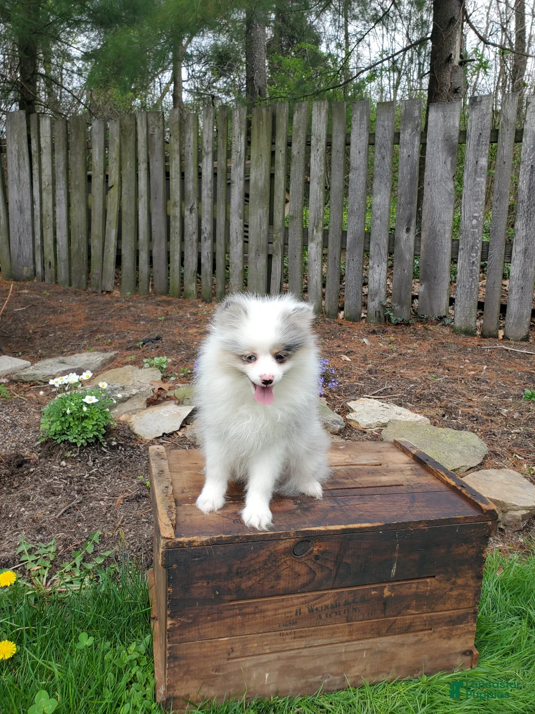 Pomeranian dogs for sale: Poppy - Ad 1