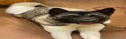 Akita dogs for sale: Akita Puppy 2 - Ad 3