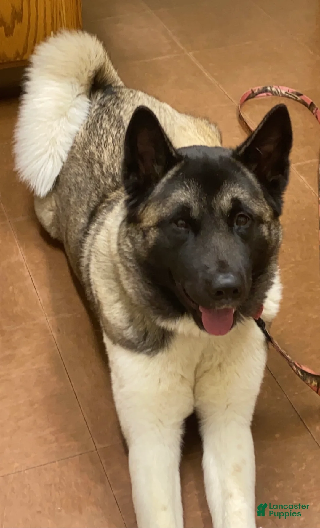 Akita dogs for sale: Akita Puppy 2 - Ad 3