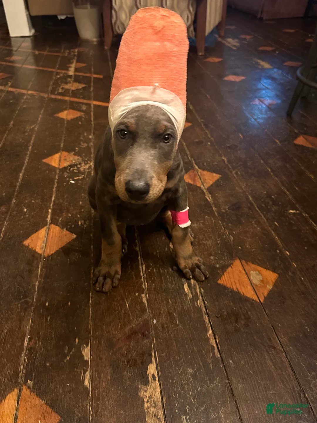 Doberman Pinscher dogs for sale: Mr. All love to give - Ad 6